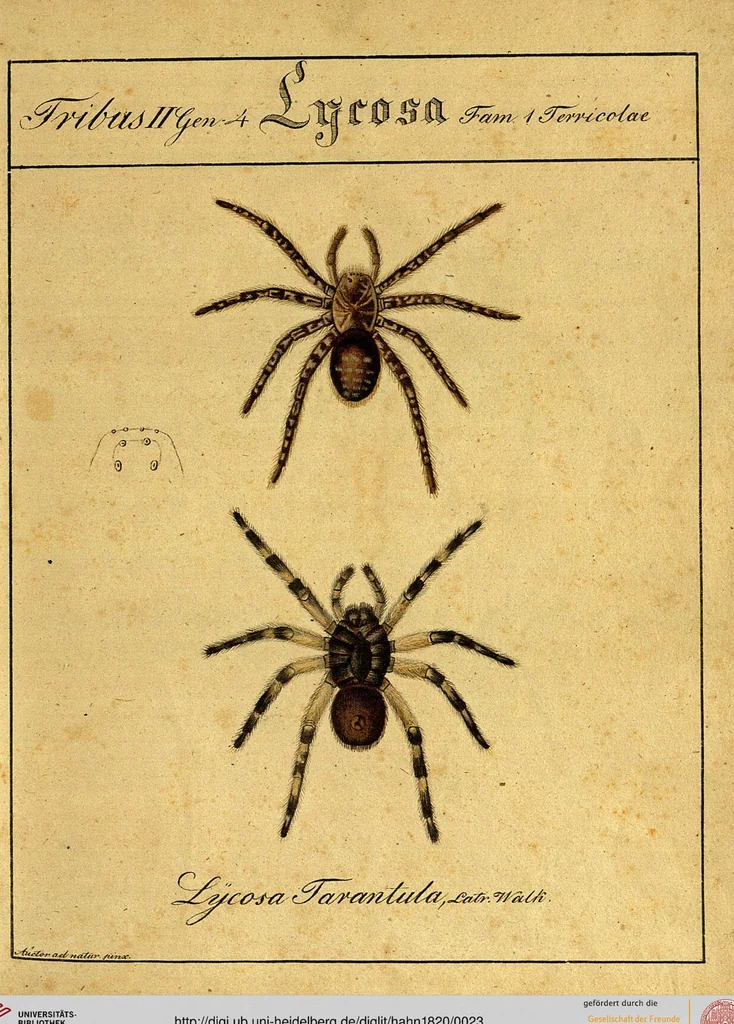 An illustration from Monographie der Spinnen / Monographia Aranearum, 1820, leaf 23