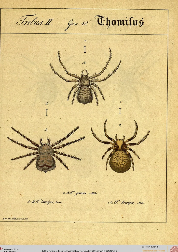 An illustration from Monographie der Spinnen / Monographia Aranearum, 1820, leaf 32