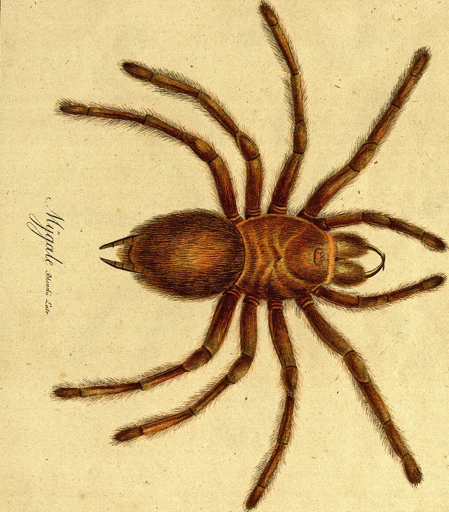 An illustration from Monographie der Spinnen / Monographia Aranearum, 1820, leaf 34
