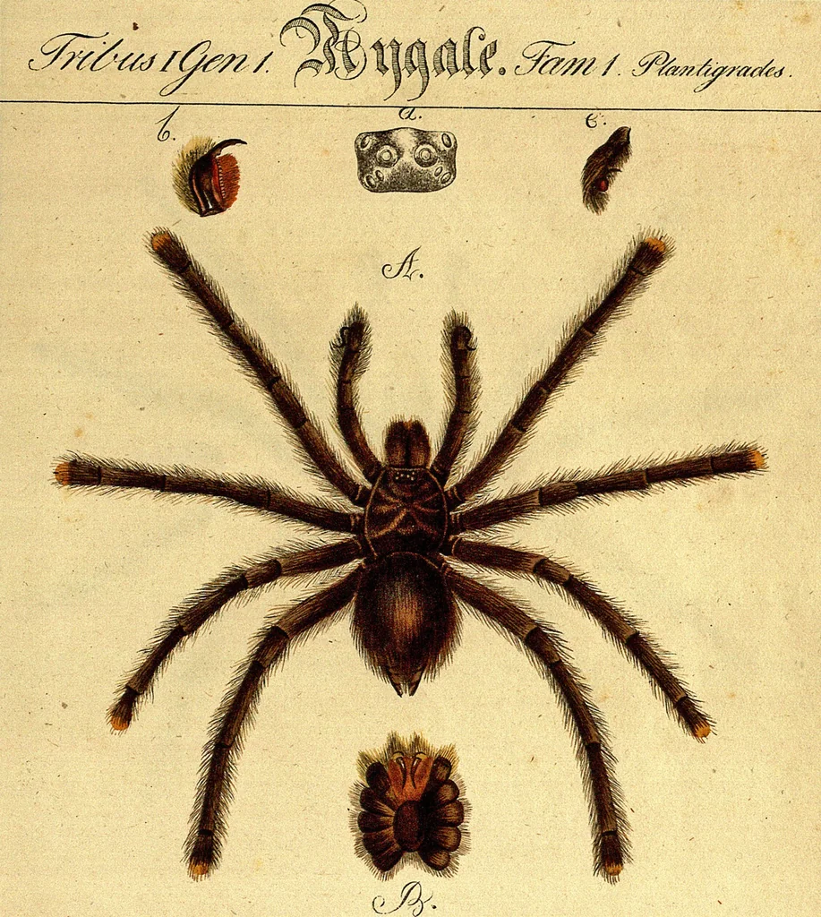 An illustration from Monographie der Spinnen / Monographia Aranearum, 1820, leaf 35