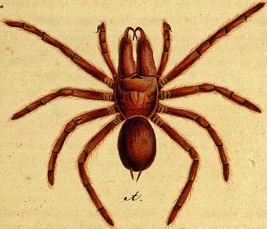An illustration from Monographie der Spinnen / Monographia Aranearum, 1820, leaf 39