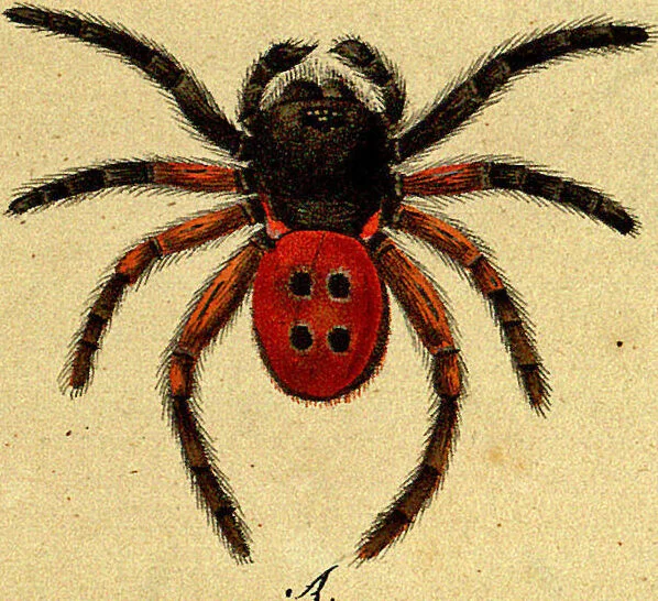 An illustration from Monographie der Spinnen / Monographia Aranearum, 1820, leaf 40