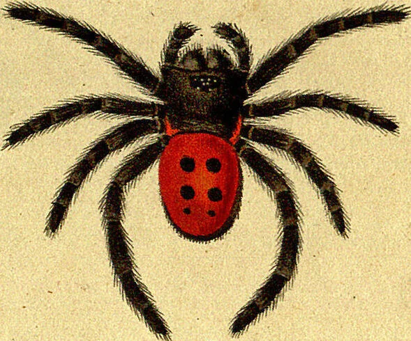 An illustration from Monographie der Spinnen / Monographia Aranearum, 1820, leaf 40