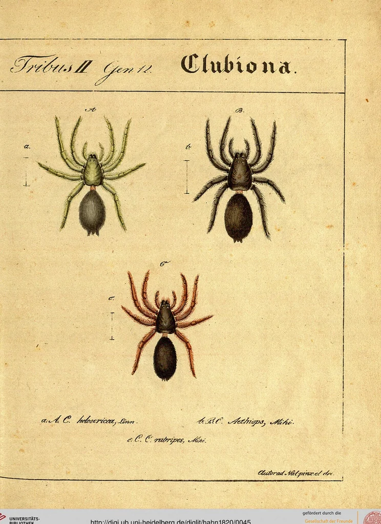 An illustration from Monographie der Spinnen / Monographia Aranearum, 1820, leaf 45