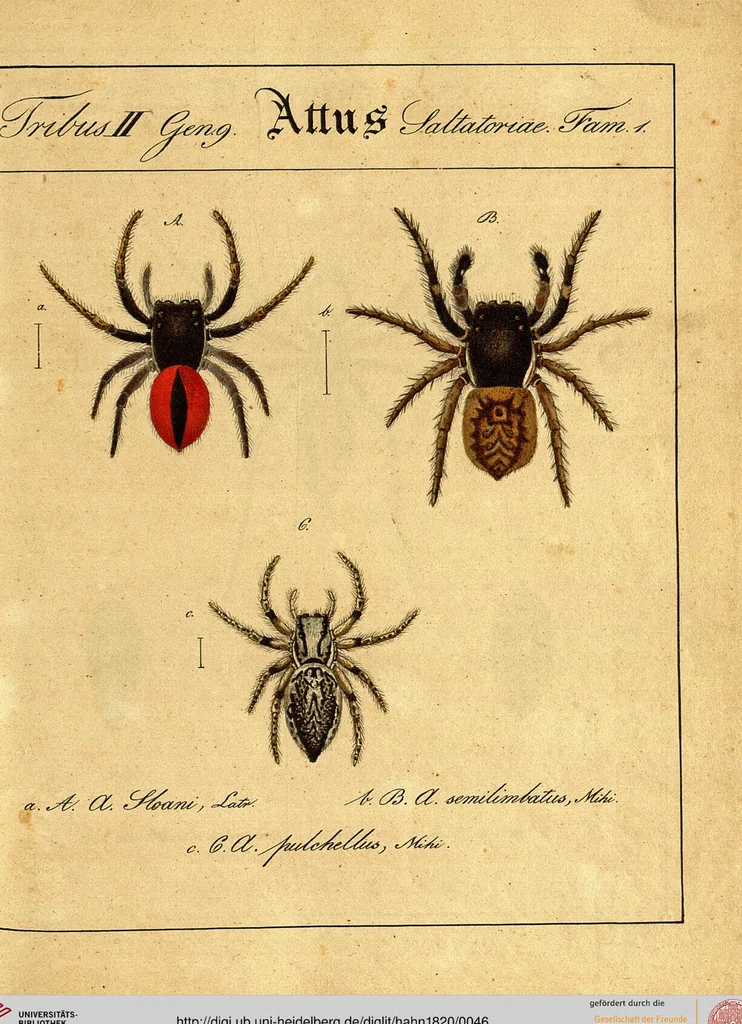 An illustration from Monographie der Spinnen / Monographia Aranearum, 1820, leaf 46