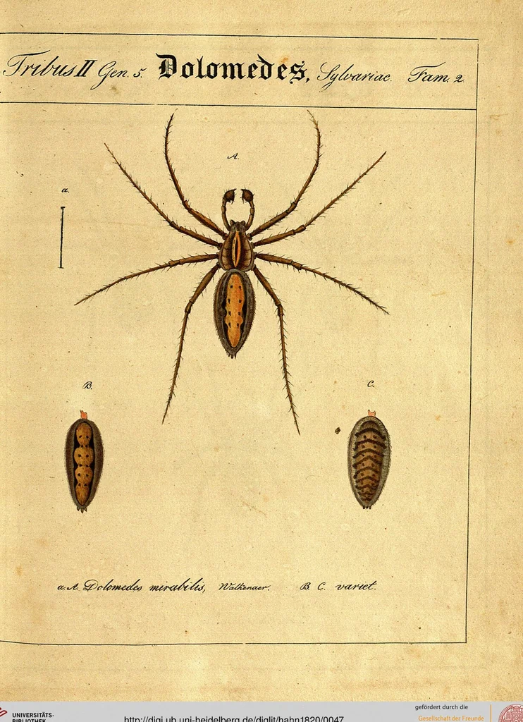An illustration from Monographie der Spinnen / Monographia Aranearum, 1820, leaf 47