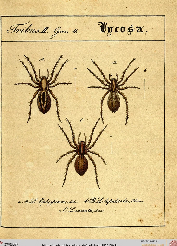 An illustration from Monographie der Spinnen / Monographia Aranearum, 1820, leaf 48