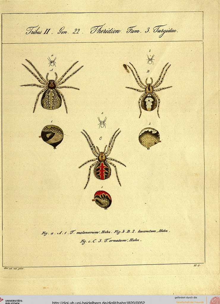 An illustration from Monographie der Spinnen / Monographia Aranearum, 1820, leaf 52