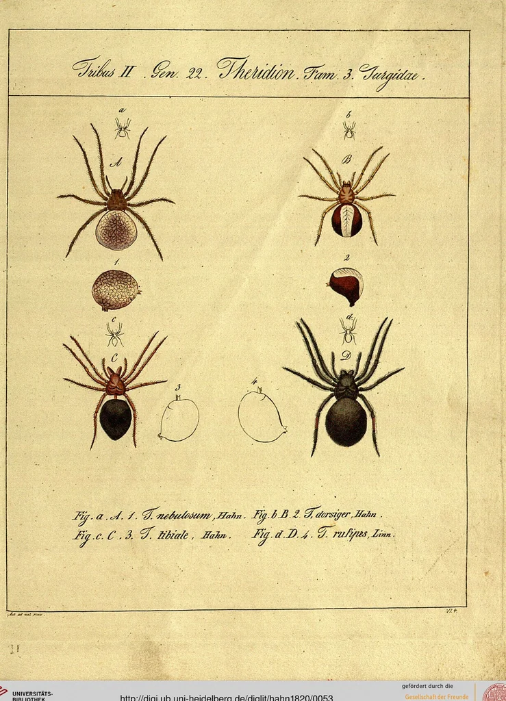 An illustration from Monographie der Spinnen / Monographia Aranearum, 1820, leaf 53