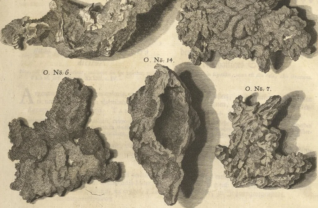 An illustration from Mvsevm Richterianvm: continens fossilia animalia vegetabilia mar., 1743, leaf 101