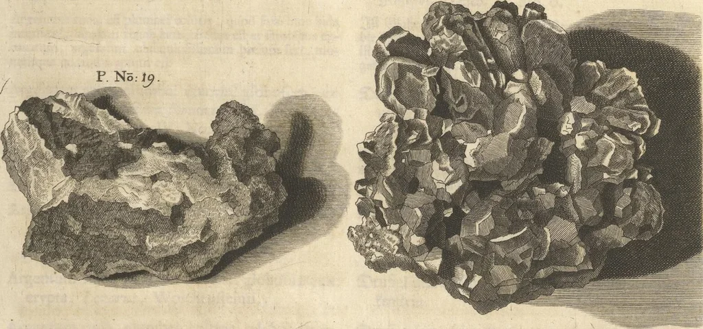 An illustration from Mvsevm Richterianvm: continens fossilia animalia vegetabilia mar., 1743, leaf 101