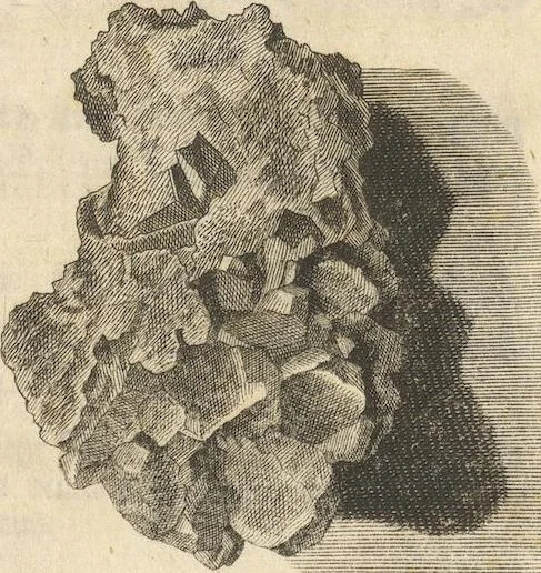 An illustration from Mvsevm Richterianvm: continens fossilia animalia vegetabilia mar., 1743, leaf 101