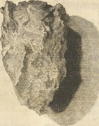 An illustration from Mvsevm Richterianvm: continens fossilia animalia vegetabilia mar., 1743, leaf 101