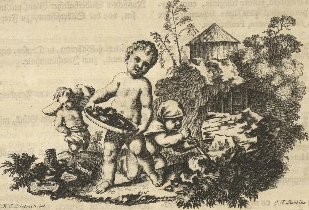 An illustration from Mvsevm Richterianvm: continens fossilia animalia vegetabilia mar., 1743, leaf 119