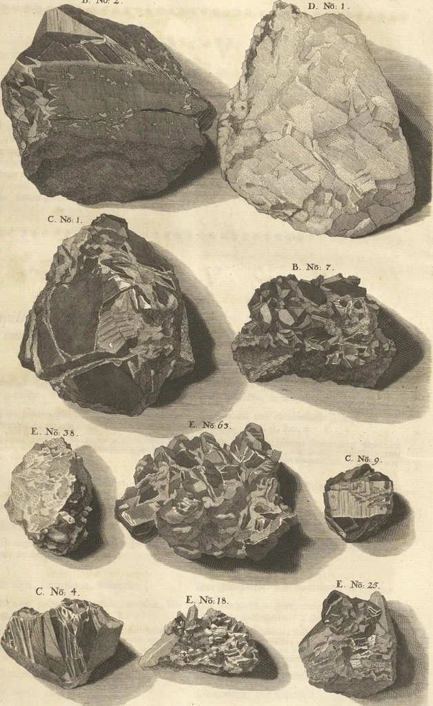 An illustration from Mvsevm Richterianvm: continens fossilia animalia vegetabilia mar., 1743, leaf 143