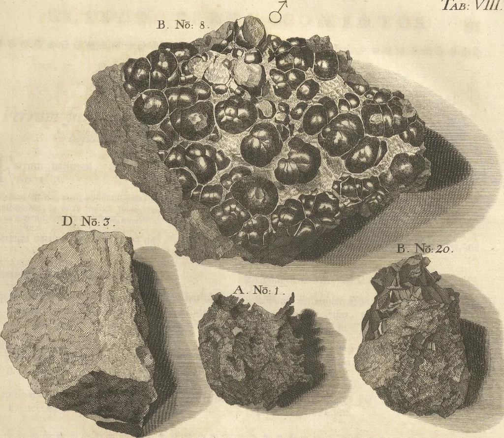 An illustration from Mvsevm Richterianvm: continens fossilia animalia vegetabilia mar., 1743, leaf 165