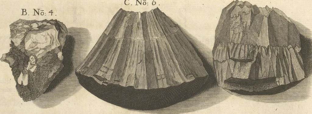 An illustration from Mvsevm Richterianvm: continens fossilia animalia vegetabilia mar., 1743, leaf 165