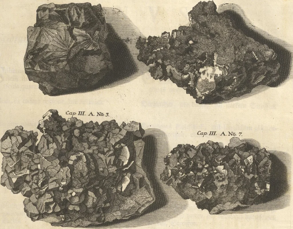 An illustration from Mvsevm Richterianvm: continens fossilia animalia vegetabilia mar., 1743, leaf 176