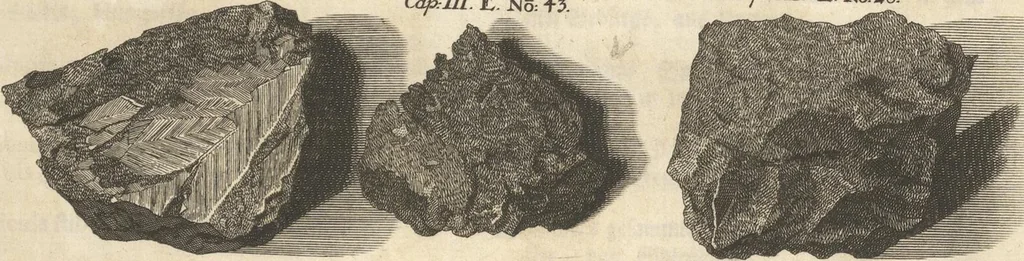 An illustration from Mvsevm Richterianvm: continens fossilia animalia vegetabilia mar., 1743, leaf 176