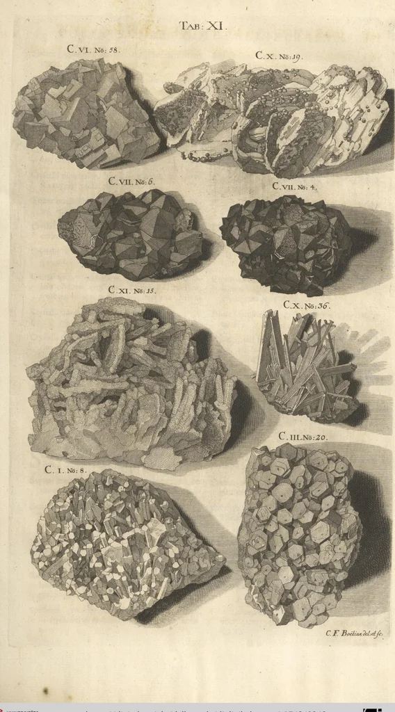 An illustration from Mvsevm Richterianvm: continens fossilia animalia vegetabilia mar., 1743, leaf 242