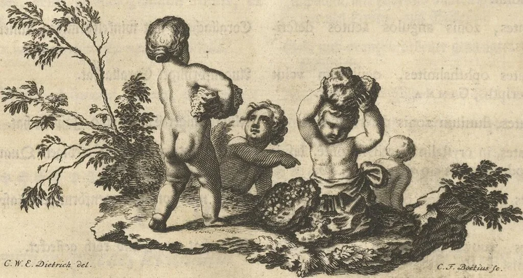 An illustration from Mvsevm Richterianvm: continens fossilia animalia vegetabilia mar., 1743, leaf 293