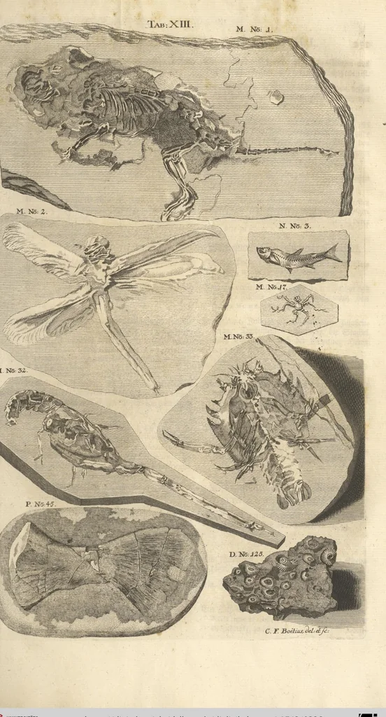 An illustration from Mvsevm Richterianvm: continens fossilia animalia vegetabilia mar., 1743, leaf 326