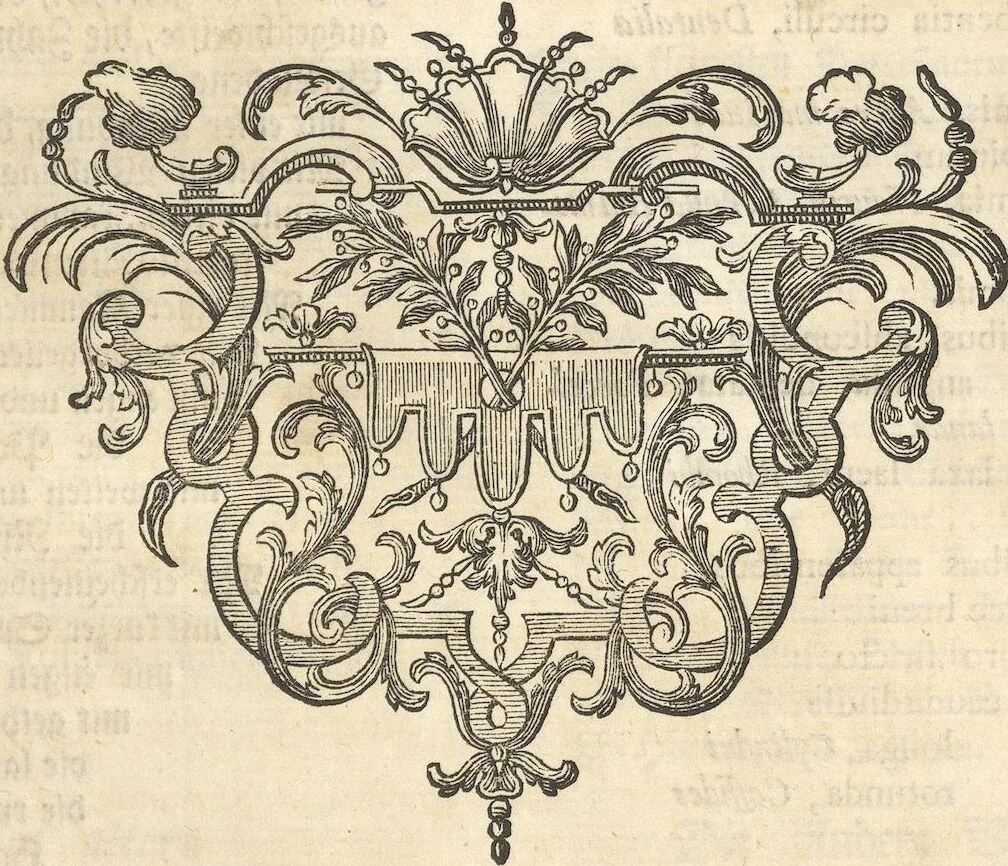 An illustration from Mvsevm Richterianvm: continens fossilia animalia vegetabilia mar., 1743, leaf 349