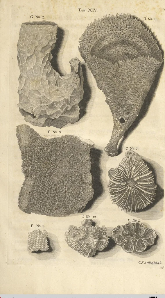 An illustration from Mvsevm Richterianvm: continens fossilia animalia vegetabilia mar., 1743, leaf 457
