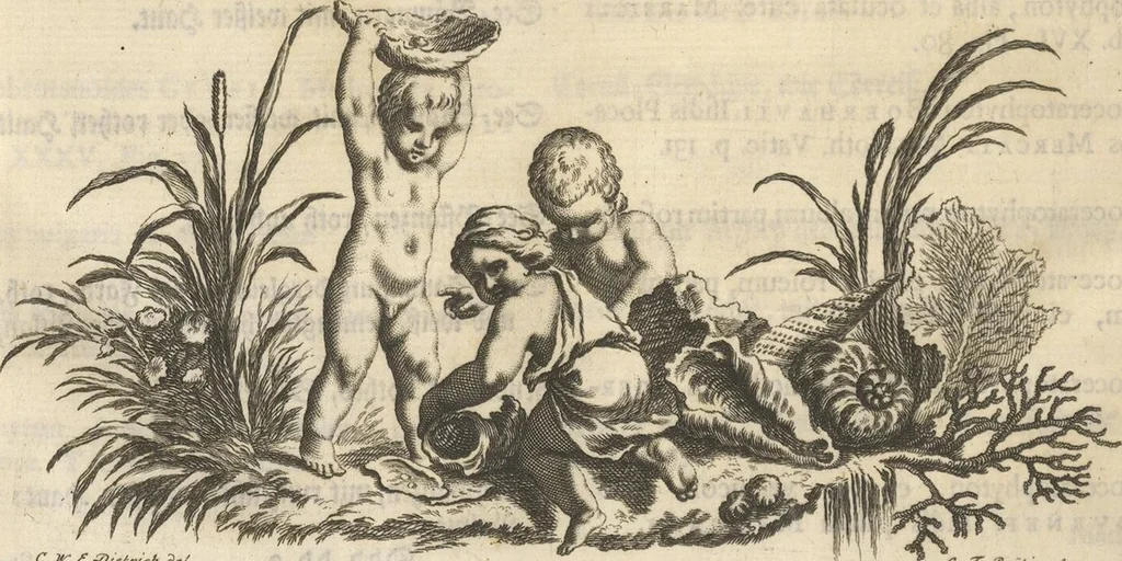An illustration from Mvsevm Richterianvm: continens fossilia animalia vegetabilia mar., 1743, leaf 461