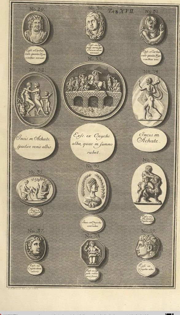 An illustration from Mvsevm Richterianvm: continens fossilia animalia vegetabilia mar., 1743, leaf 498