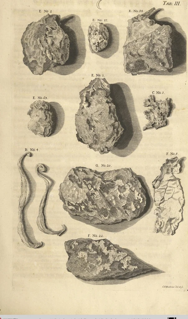 An illustration from Mvsevm Richterianvm: continens fossilia animalia vegetabilia mar., 1743, leaf 90