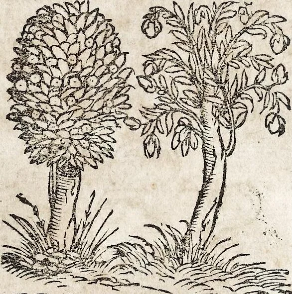 An illustration from Heydenweldt Vnd [und] irer Götter anfängcklicher vrsprung [Ursprung]: durch was verwhänungen den selben etwas vermeynter macht zugemessen, vmb dero wille[n], sie von den alten verehert worden ..., 1554, leaf 389