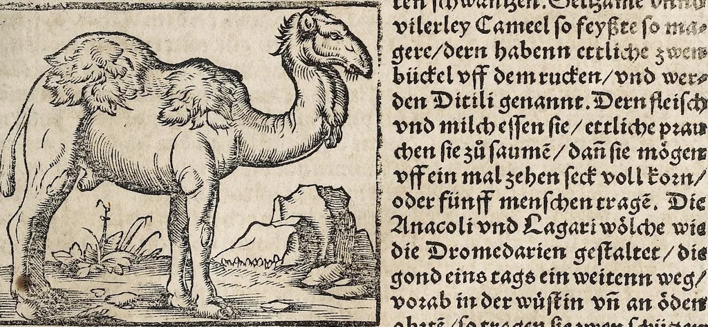 An illustration from Heydenweldt Vnd [und] irer Götter anfängcklicher vrsprung [Ursprung]: durch was verwhänungen den selben etwas vermeynter macht zugemessen, vmb dero wille[n], sie von den alten verehert worden ..., 1554, leaf 393