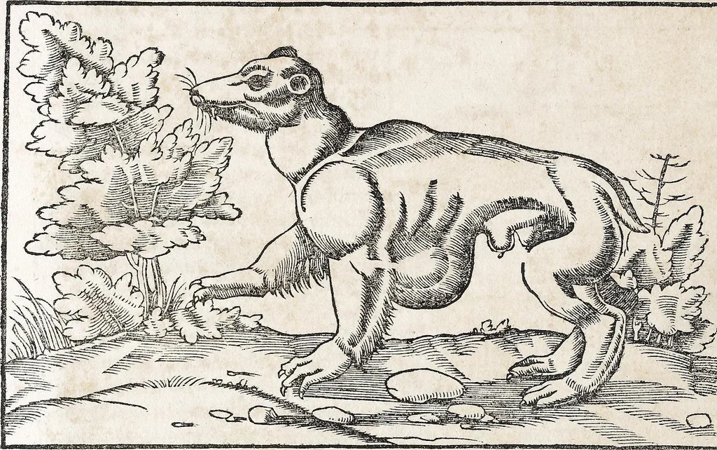 An illustration from Heydenweldt Vnd [und] irer Götter anfängcklicher vrsprung [Ursprung]: durch was verwhänungen den selben etwas vermeynter macht zugemessen, vmb dero wille[n], sie von den alten verehert worden ..., 1554, leaf 428