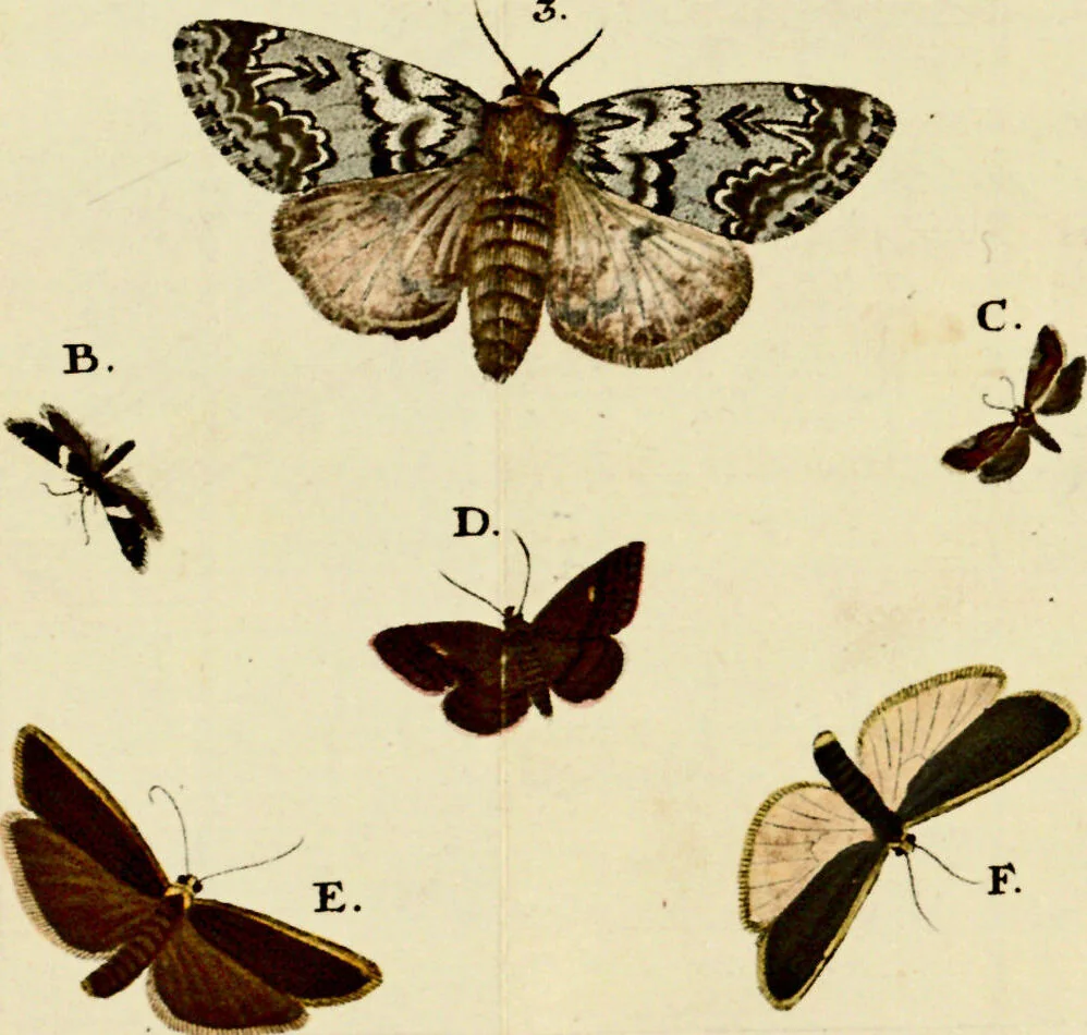 An illustration from (Band 1), 1786, leaf 115