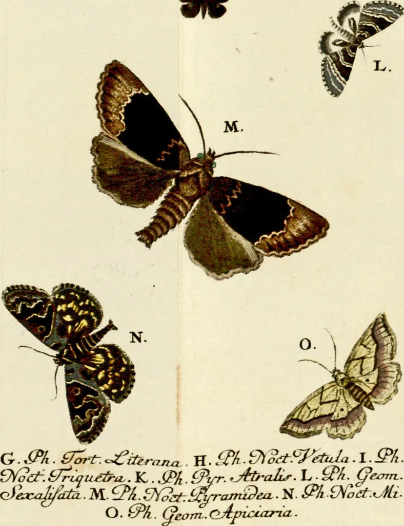 An illustration from (Band 1), 1786, leaf 116