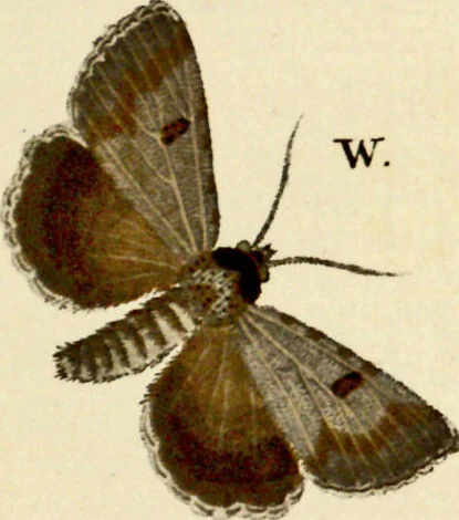An illustration from (Band 1), 1786, leaf 118