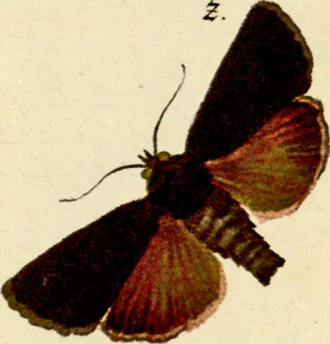 An illustration from (Band 1), 1786, leaf 118