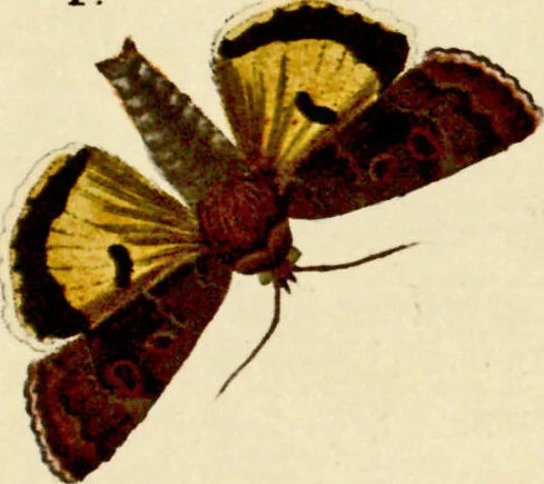 An illustration from (Band 1), 1786, leaf 118