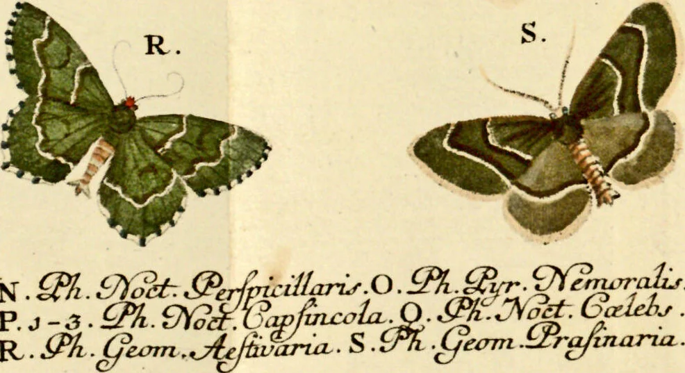 An illustration from (Band 1), 1786, leaf 167