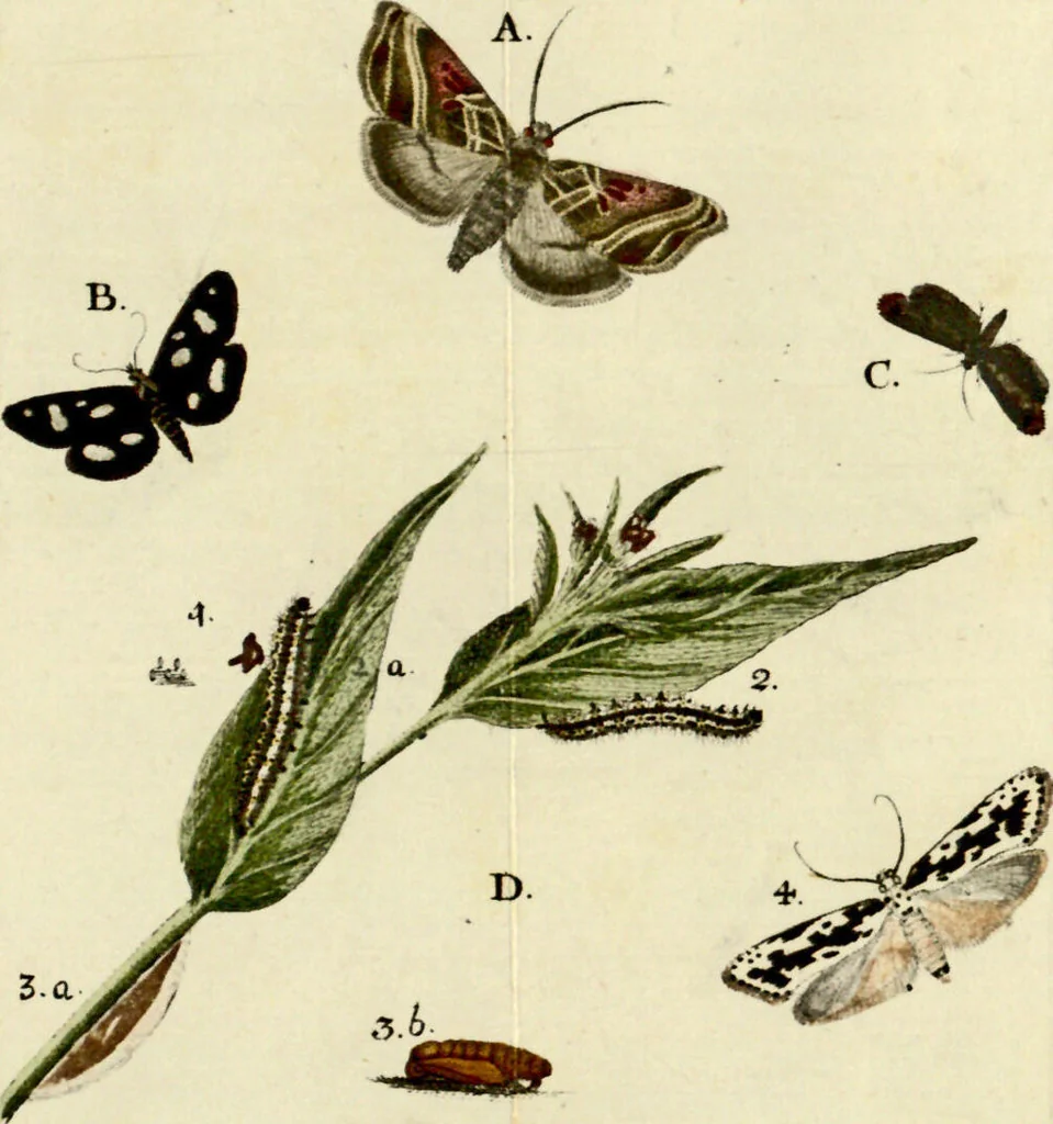 An illustration from (Band 1), 1786, leaf 40