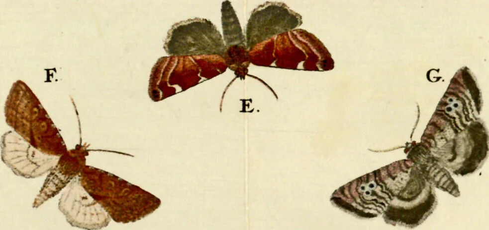 An illustration from (Band 1), 1786, leaf 40