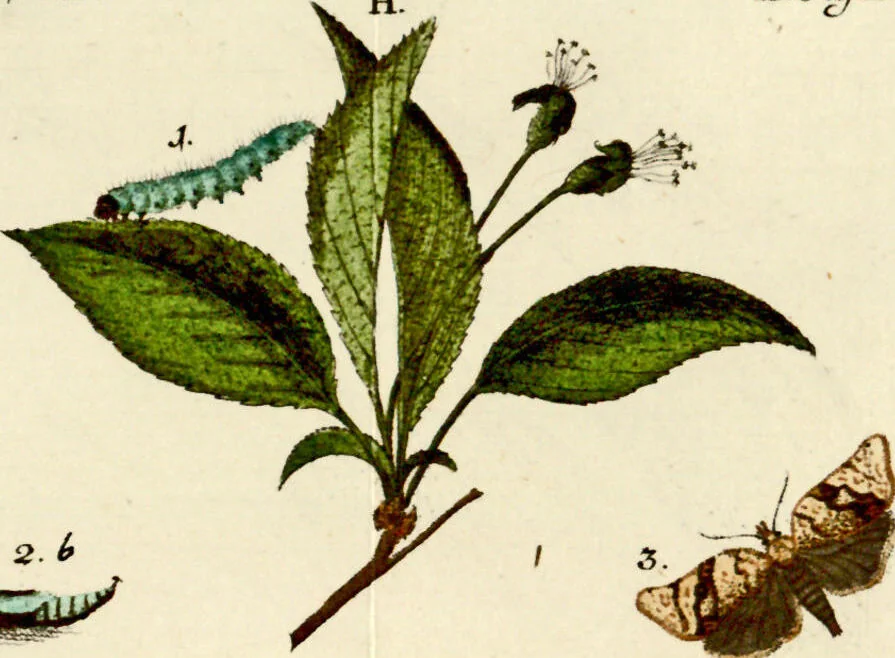 An illustration from (Band 1), 1786, leaf 41