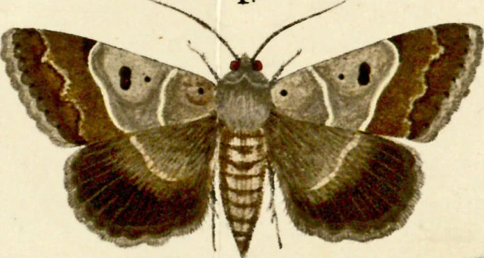 An illustration from (Band 1), 1786, leaf 41