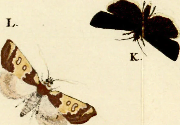 An illustration from (Band 1), 1786, leaf 41