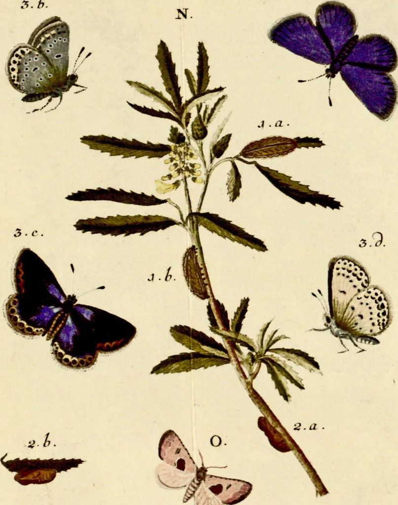 An illustration from (Band 1), 1786, leaf 42