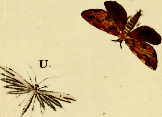 An illustration from (Band 1), 1786, leaf 43