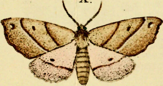 An illustration from (Band 1), 1786, leaf 43