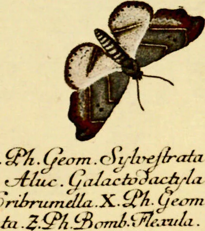 An illustration from (Band 1), 1786, leaf 43