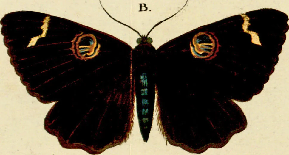 An illustration from (Band 1), 1786, leaf 75